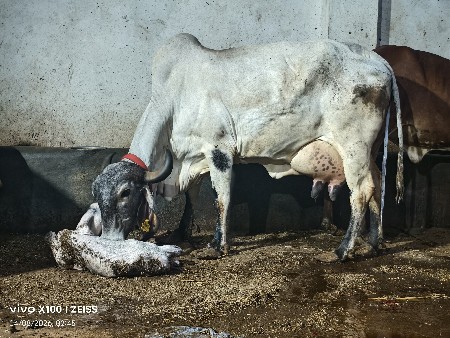 cow vechavani chhe