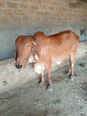 ગિર ગાય વેસવની સે પેલુ વેતર
