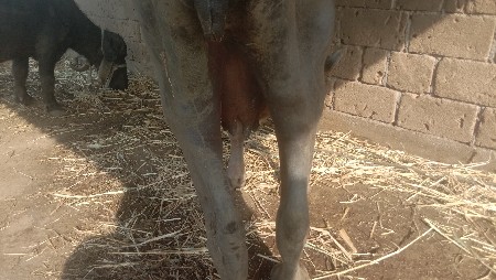 ભેંસ વેચવાની છે