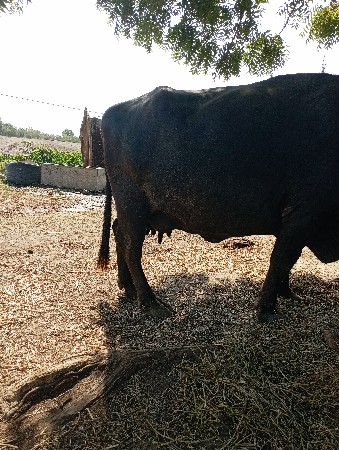 ભેસ અને ખડેલી વેચવાની છે