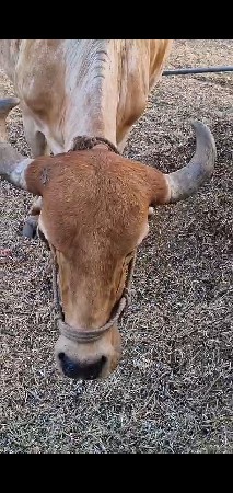 ગાય વેસવાનિ છે