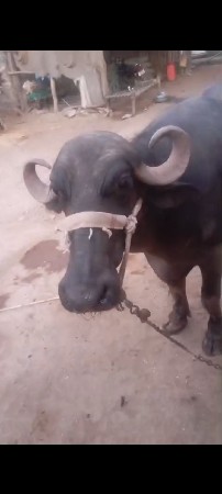 ખળેલી વેચવાની છે