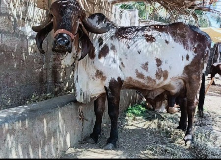 ઓરીજનલ ગીર ગાય વેચવાની છે