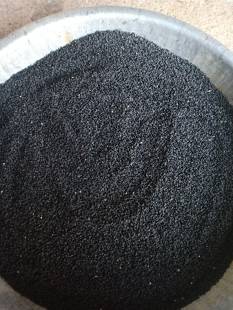 ઘવારિયું ડુંગળી નું બિયારણ