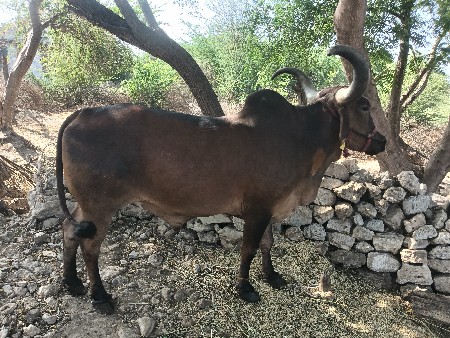ગોઢલો વેસવાનો છે એકા મા હાલે