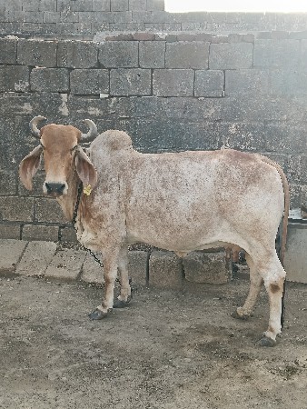 ગાય વેચવાની છે