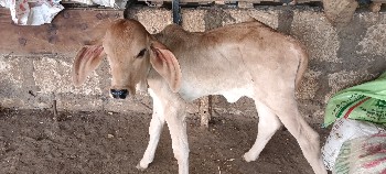 ક્રોસ ગાય