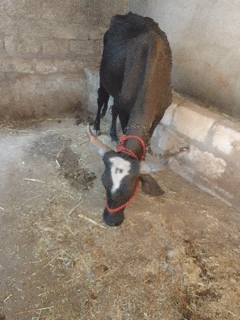 જરશી ગાય વેચવાની છે
