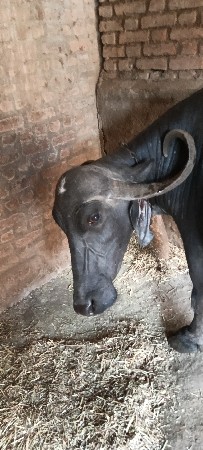 ભૅસ વૅસવાની છે ત્રીજુ વૅતર શૅ