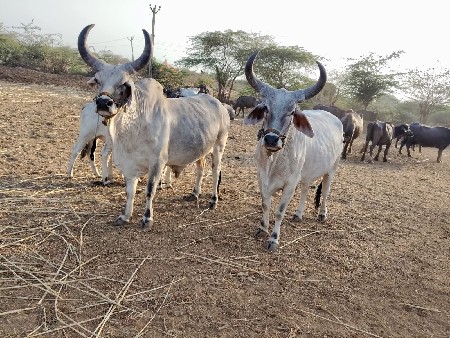 બળદ વેચવાના