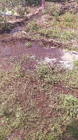 જુવાર