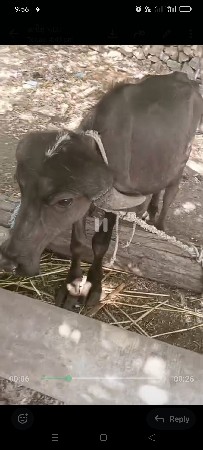 આ પાડો વેચવાનો છે