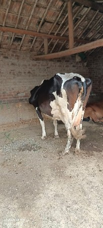 વેચવાની છે