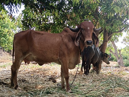 ઓરીજનલ ગિર ઓડકી