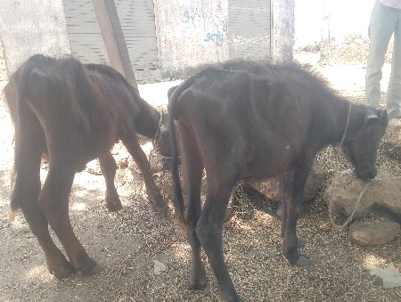 એકભેસ એકપાડો એકપાડી