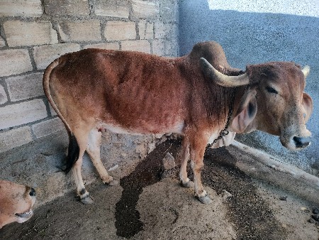 વેસાવની સે