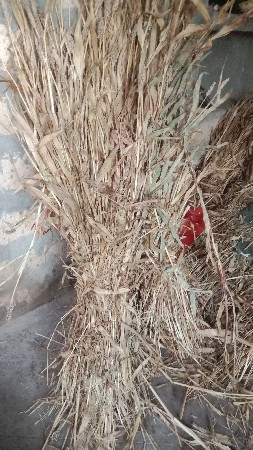 મીઠી જુવાર નો ચારો વેચવા ની છે