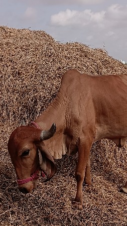 વાછડી વેચવાની છે