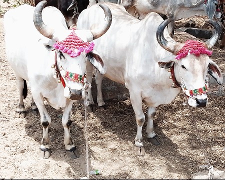 બળદ વેચવાના છે