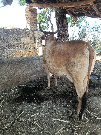 ગાય વેચવાની છે