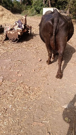 ભેંસ વેચવાની છે