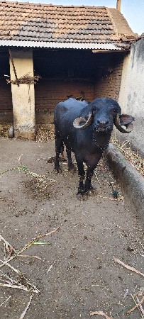 જાફરાબાદી ભેંસ વેચવાની છે
