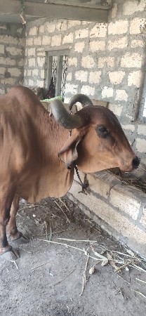 ગાયવેચવાનીછે
