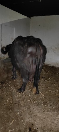 ભેંસ વેચવાની છે