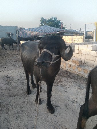 પાડો વેચવાનો છે