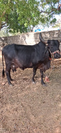 ગાય વેચવાની છે