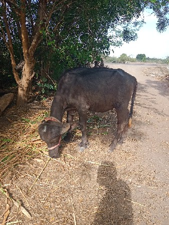 વેચવા ના છે