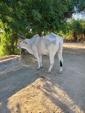 બળદ વેચવાનો છે