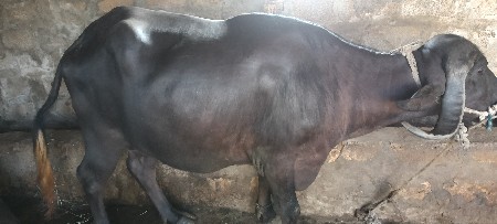 ભેસ વેસવા ની સે