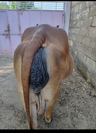 ગાય