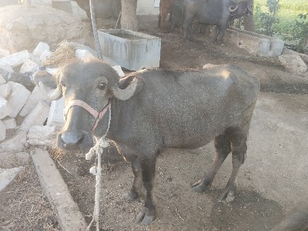 વેચવાની છે