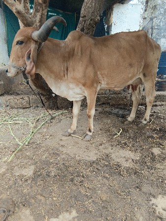 ગાય વેચવાની છે