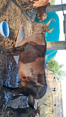 બે  ગીર ક્રોસ ગાય વેચવાની છે