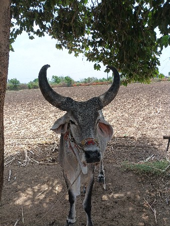 વેચવા