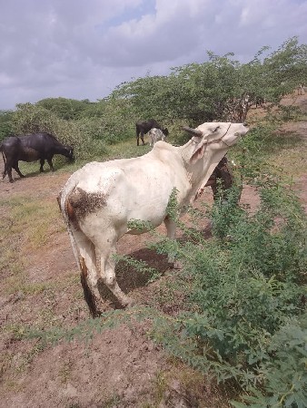 ગોડલા ગોદલા વેચવાના છે પહેલી વાવણીન
