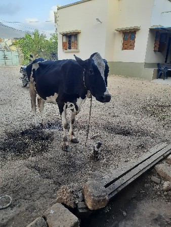 HF ગાય વેચવાની છે