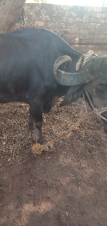 ભેસ વેચવાની છે