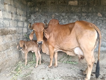 વેચવાની છે