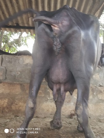 ભેંસ વેચવાની છે