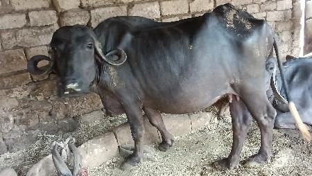 ખડેલી વેચવાની છે
