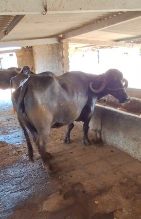 3જુ વેટર ભેંસ