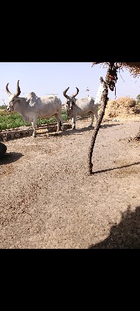 બળદ વેચવાના છે