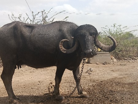 વેચવાની છે