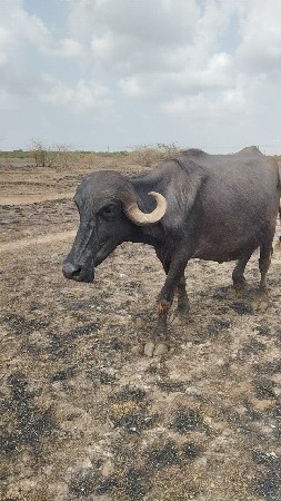 બૅ પૅલ વૅતરા ખડૅલા