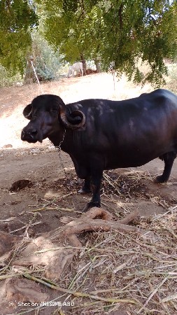 3 ju વેતર 8 મહિના ની ગાભણ