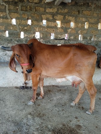 ગાય વેચવાની છે